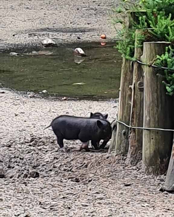 Wildpark-Restaurant Schwarze Berge